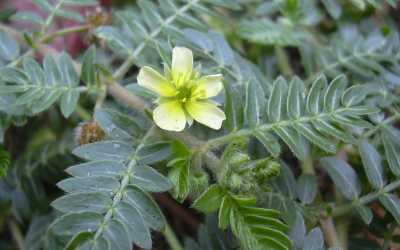 Tribulus