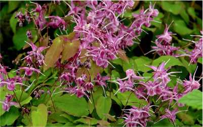 Epimedium